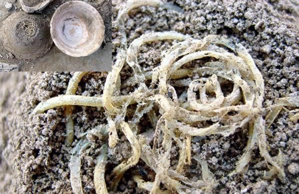 �й������ķ�Դ�뷢չ